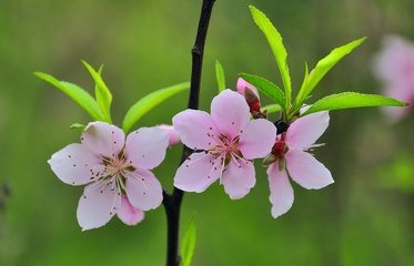 八字推算桃花运