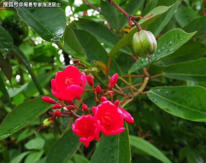 生辰八字看女人桃花运