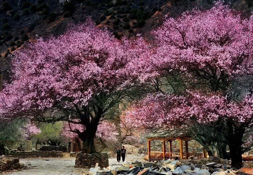 单身桃花运势