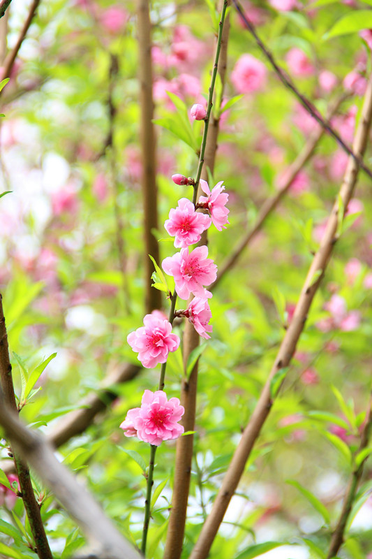 桃花运势飙升