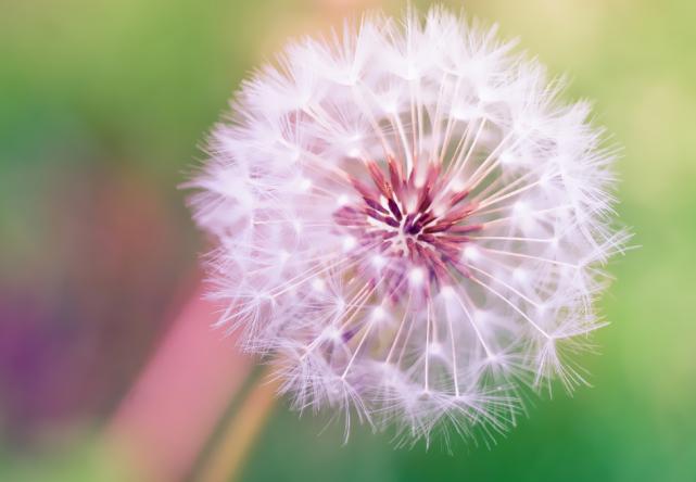 3大生肖桃花运势极佳