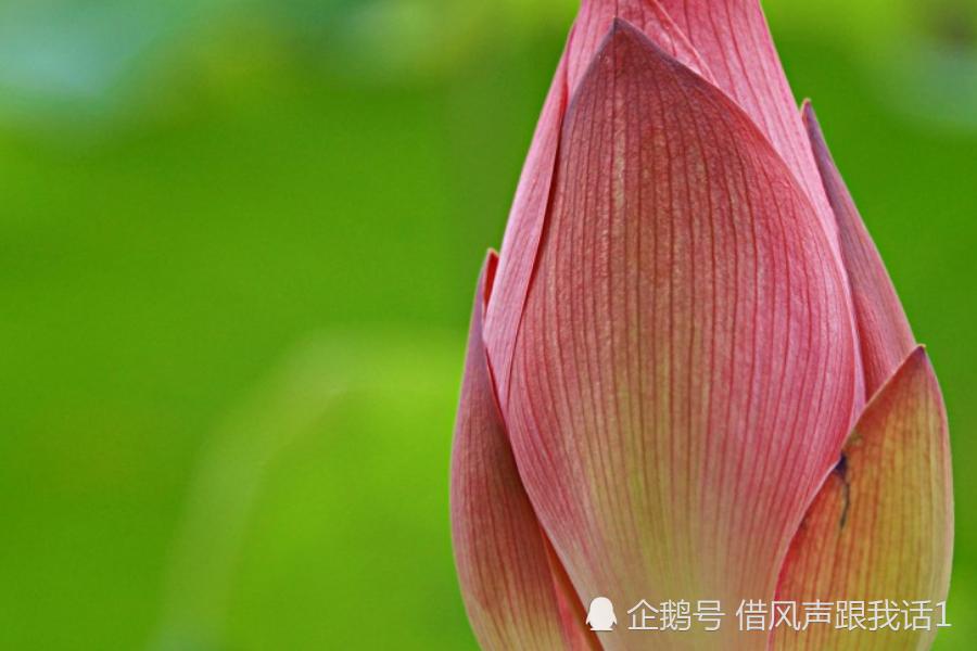 桃花运势直线上升