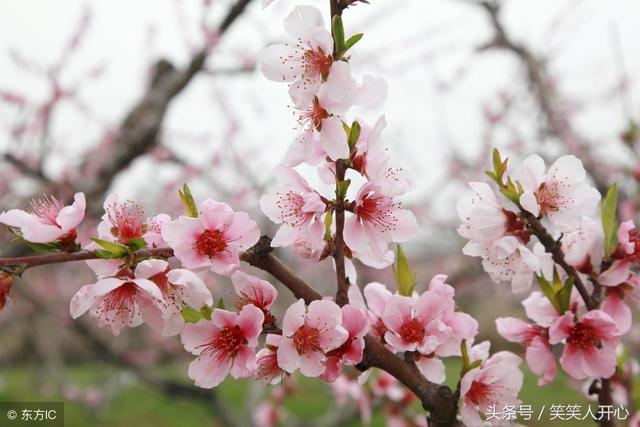 关于3生肖桃花运势极佳的信息