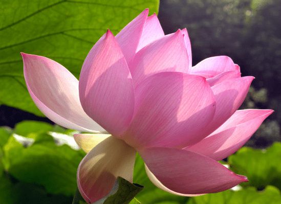生肖兔明天桃花运势