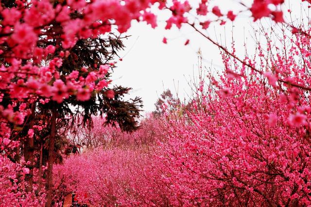 哪些八字命里桃花运比较好