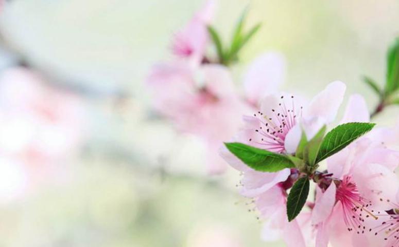 2021年3月桃花运运势