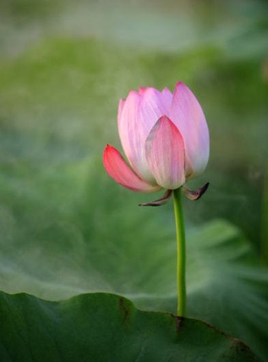 桃花运势极佳的生肖