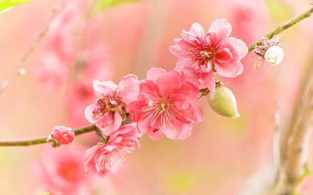 属猪的2022年桃花运势怎么样