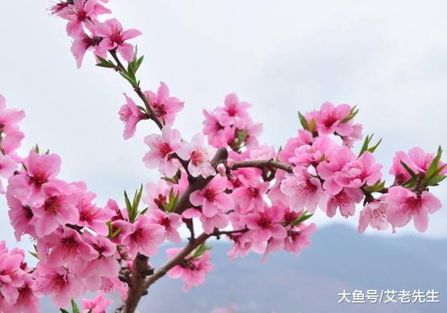 25日爱情桃花运势