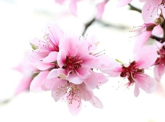 桃花运势一路升温的3大生肖
