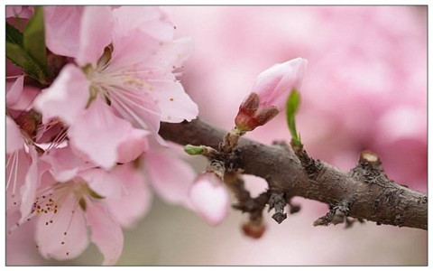 八字中的桃花运有几种
