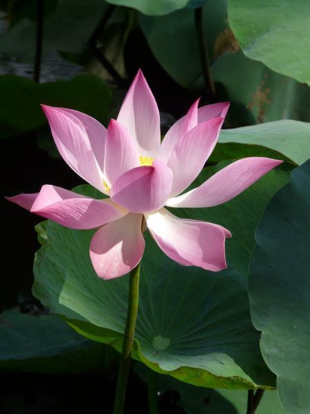 十二星座十一月份的桃花运势