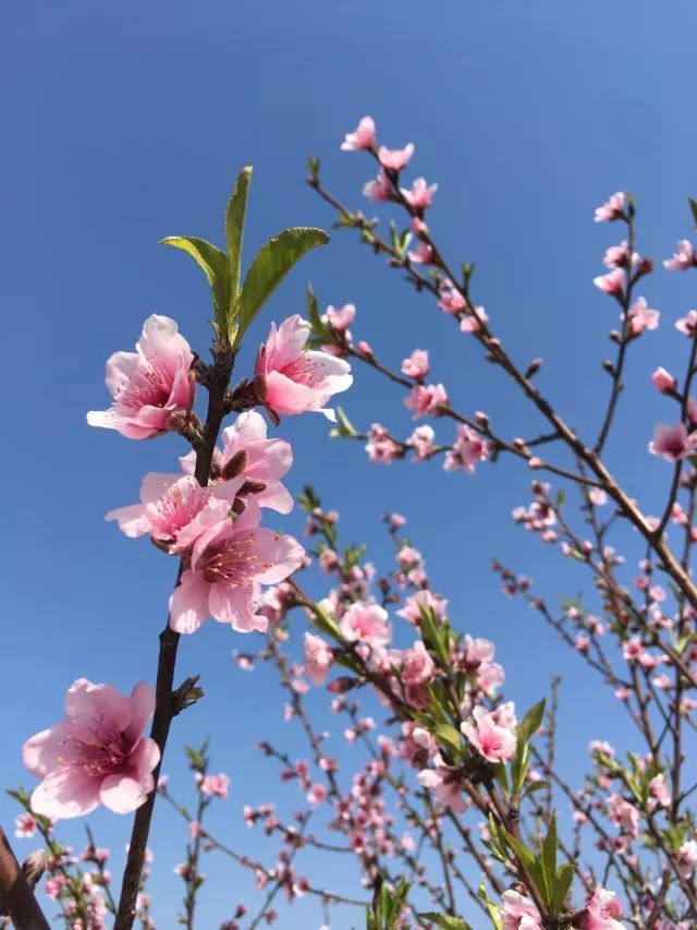 25日爱情桃花运势