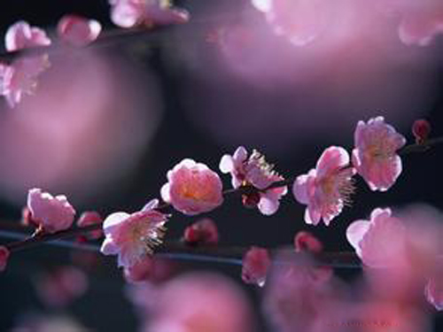 八字看桃花运姻缘