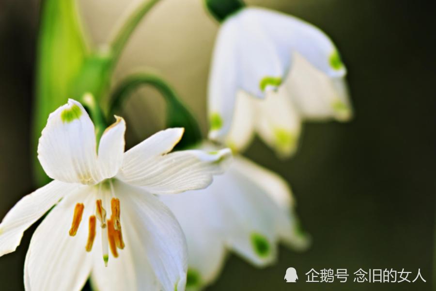 12月上旬桃花运运势的简单介绍