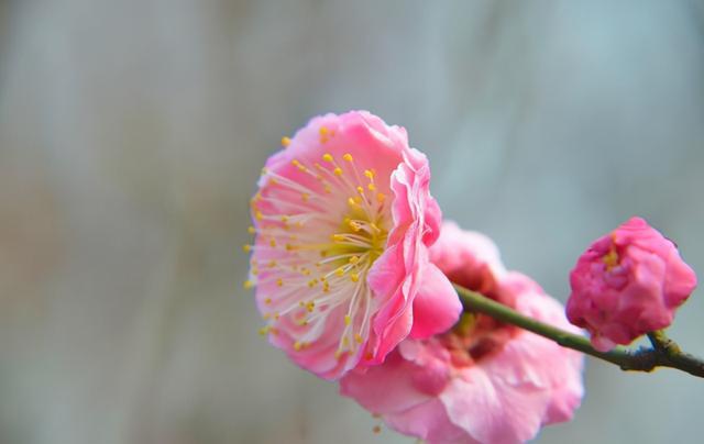 桃花运势是好是坏呢