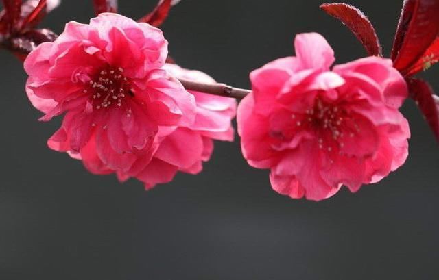 关于3生肖桃花运势极佳的信息