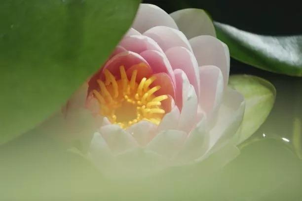 麦玲玲2021年属猴桃花运势