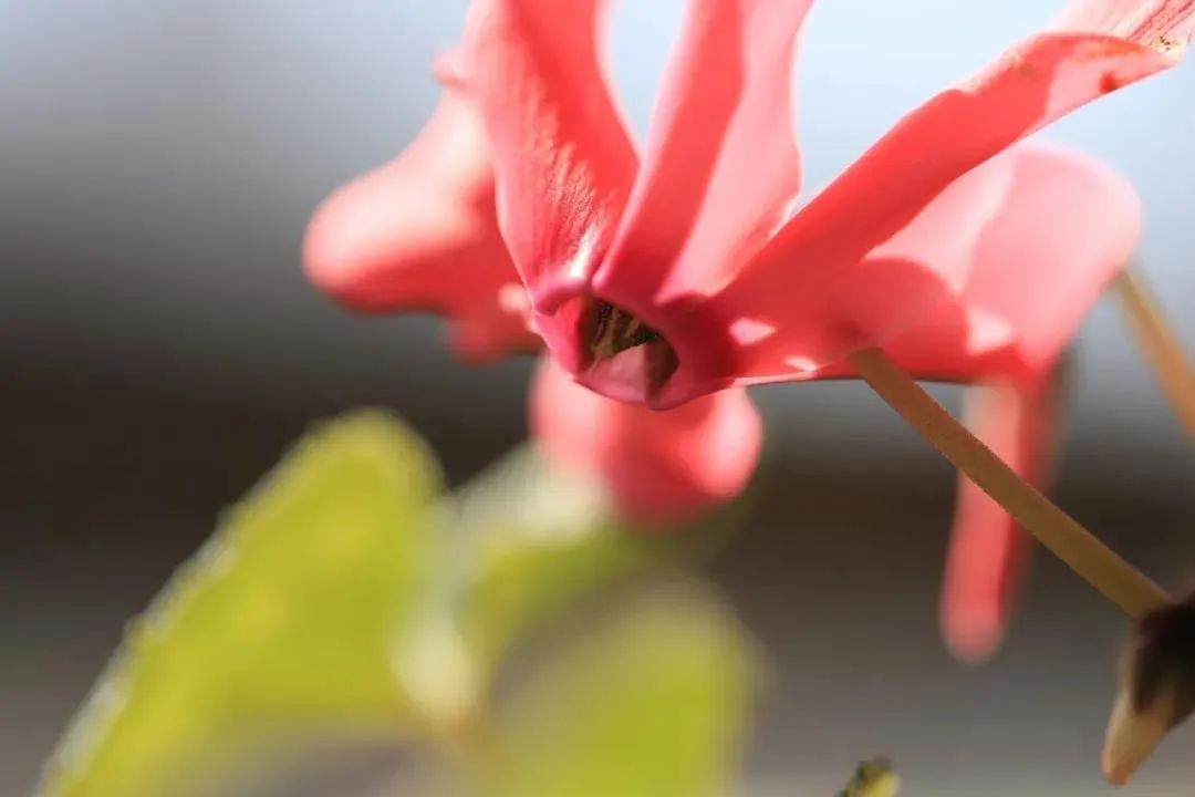 关于生肖属猪的人11月份桃花运运势的信息