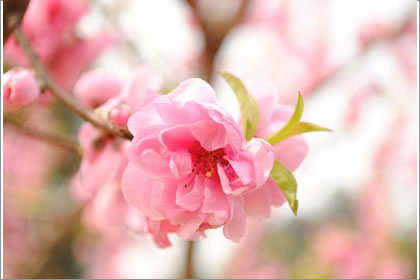 桃花运看八字