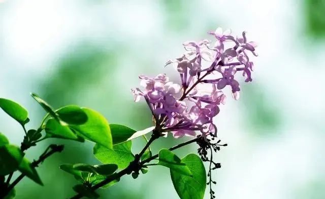 2021年桃花运势走俏