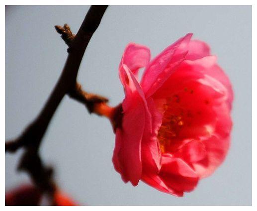 11月份桃花运势很旺的生肖