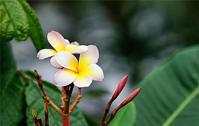 生肖运势鸡桃花运
