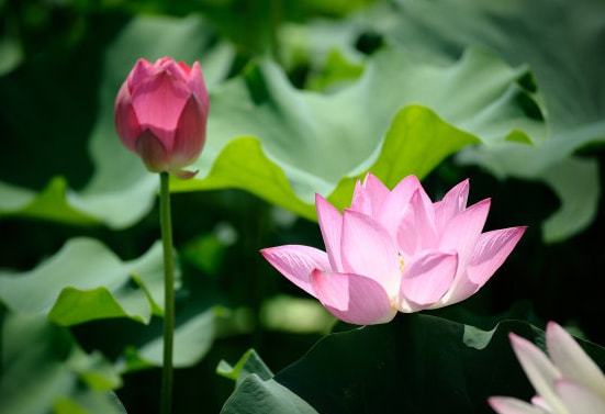 四大生肖桃花运势旺盛
