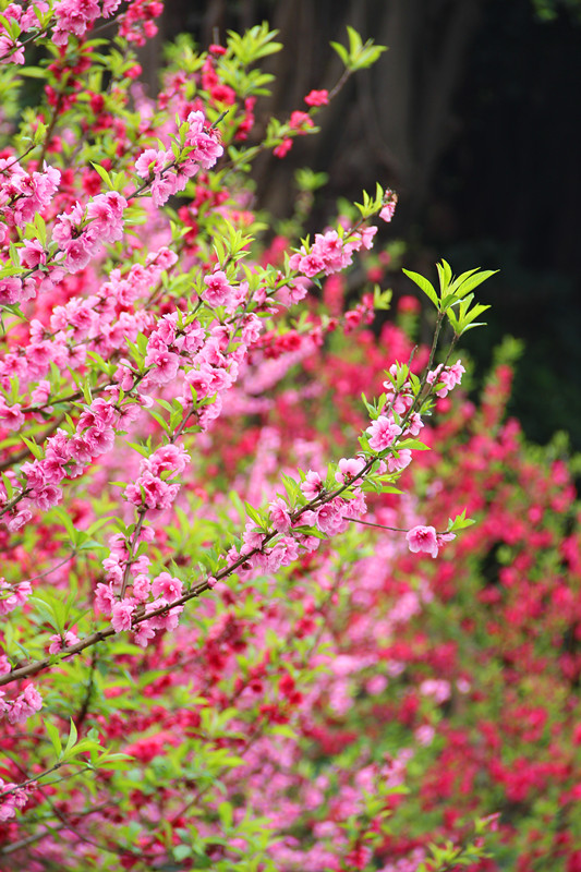 今年桃花运势怎么样