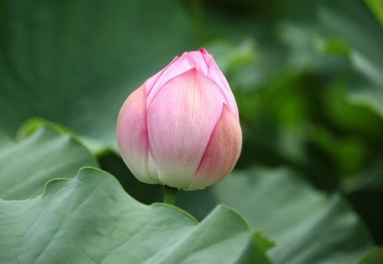 属牛2017桃花运势如何