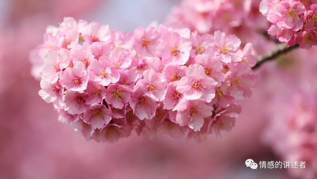 已婚八字今年桃花运旺