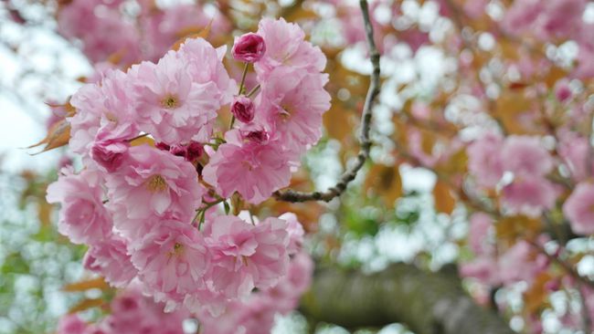 关于感情运势里烂桃花运是什么意思的信息