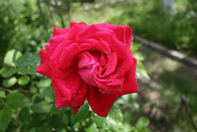 生肖运势桃花运势