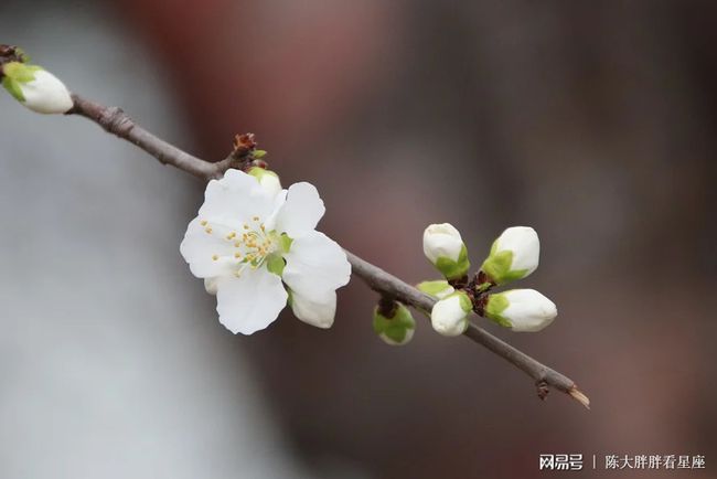 2021年巨蟹座桃花运势感情运势