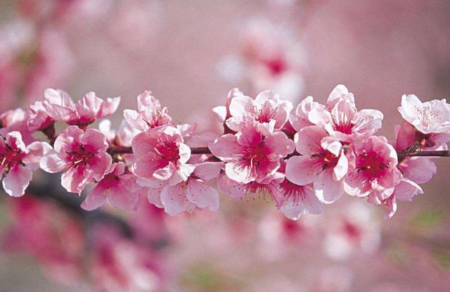 八字看财运与桃花运分析