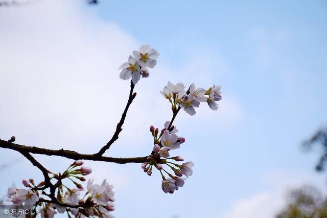 什么样的八字桃花运比较旺