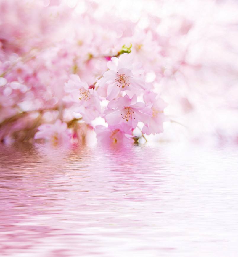 从八字如何看桃花运