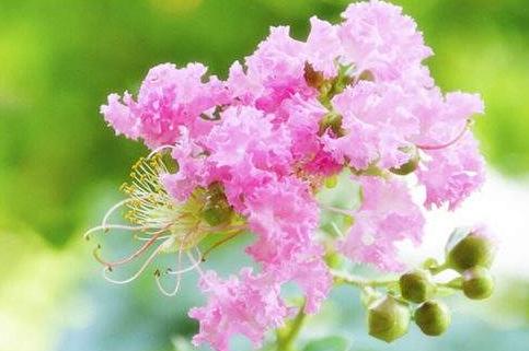 生肖龙9月份桃花运势
