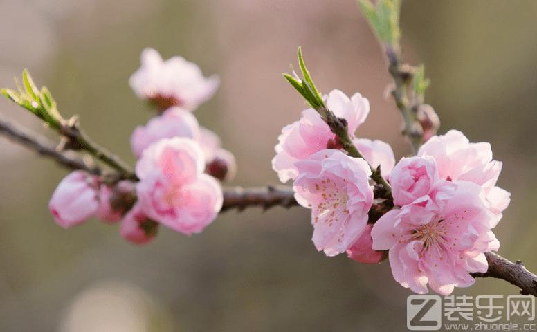 桃花运势破坏生意风水