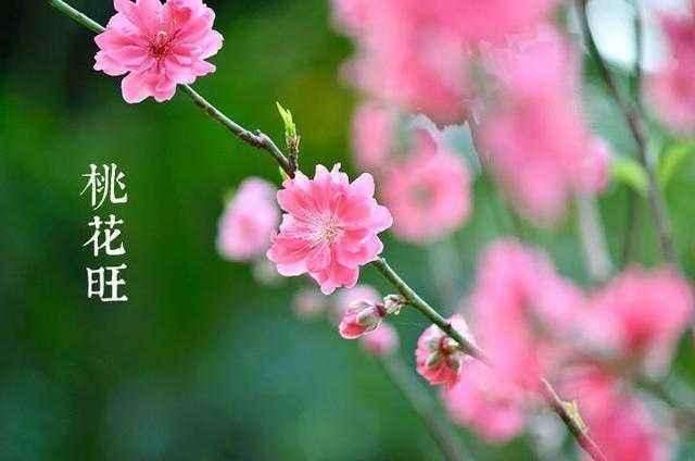 老公算命要走桃花运怎么破解