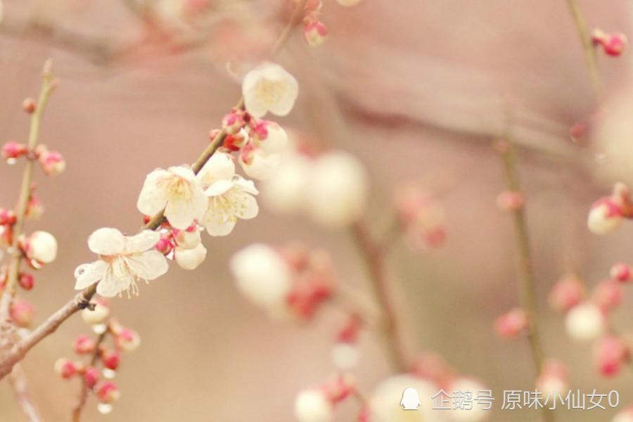 生肖马女运势桃花运