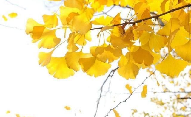 生辰八字桃花运测试免费