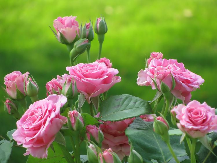 桃花运势逆袭
