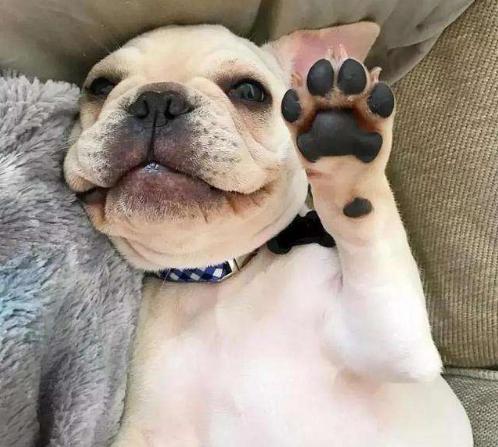 英国斗牛犬是外八字吗 英国斗牛犬是外八字吗