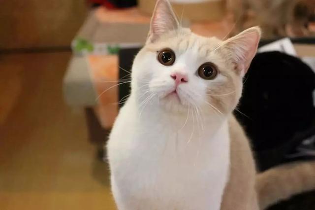 正八字脸猫 正八字脸猫