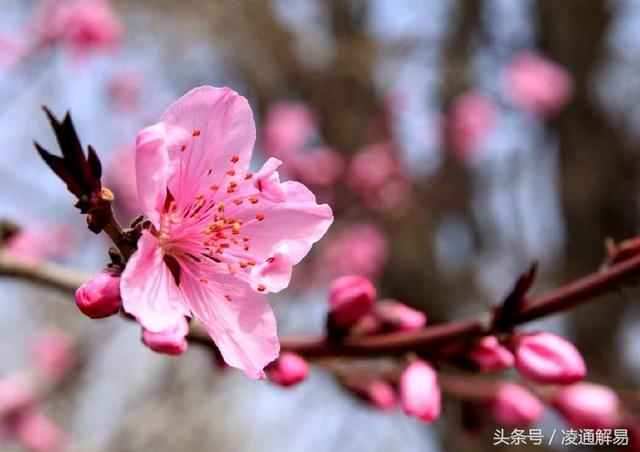 戊土日元2020年运势好的八字