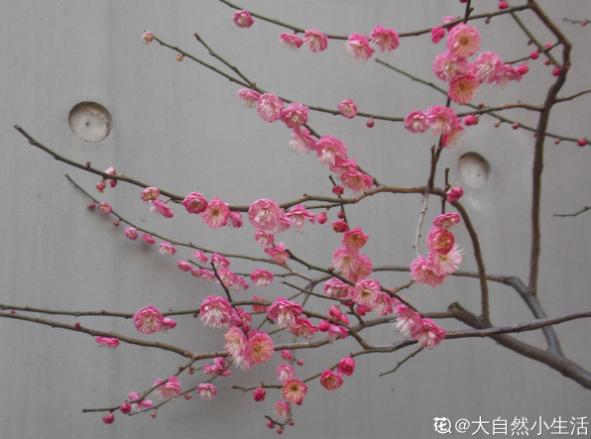 2019年三月五号生辰八字 2019年三月五号生辰八字