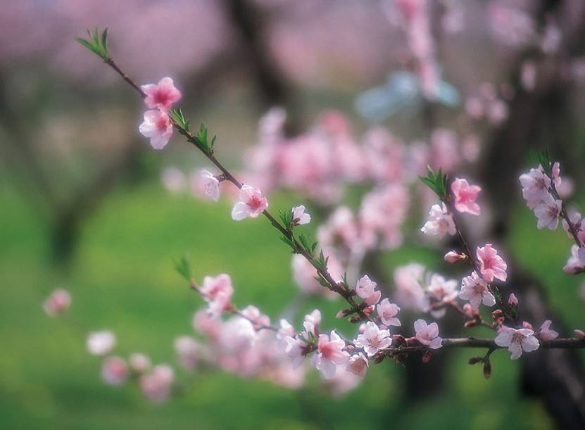 八字带沐浴桃花
