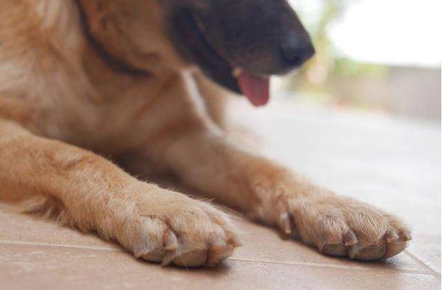 英国斗牛犬是外八字吗 英国斗牛犬是外八字吗