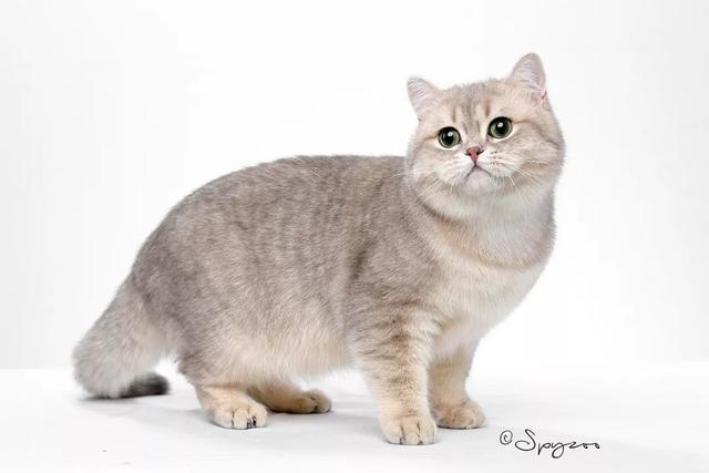 正八字脸猫 正八字脸猫